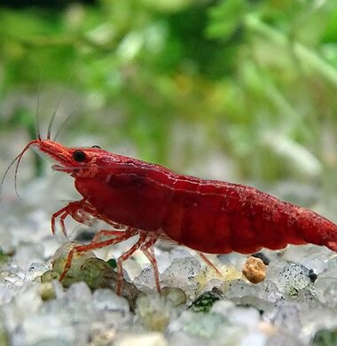 Кровавая Мэри - Bloody Mary аквариумная креветка неокаридина