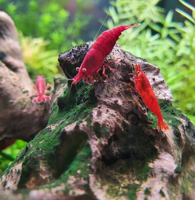 Кровавая Мэри - Bloody Mary аквариумная креветка неокаридина