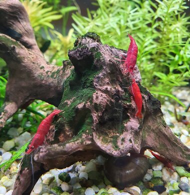 Кровавая Мэри - Bloody Mary аквариумная креветка неокаридина