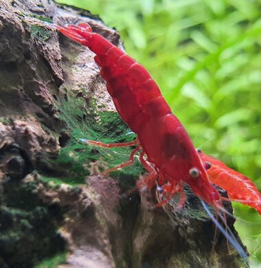 Кровавая Мэри - Bloody Mary аквариумная креветка неокаридина