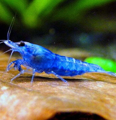 Синяя мечта - Blue Dream аквариумная креветка неокаридина