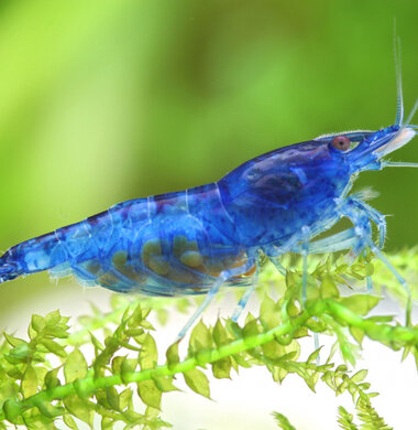Синяя мечта - Blue Dream аквариумная креветка неокаридина