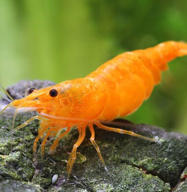 Оранжевая Сакура - Orange Sakura аквариумная креветка неокаридина