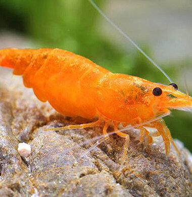 Оранжевая Сакура - Orange Sakura аквариумная креветка неокаридина