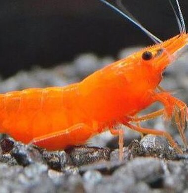 Оранжевая Сакура - Orange Sakura аквариумная креветка неокаридина