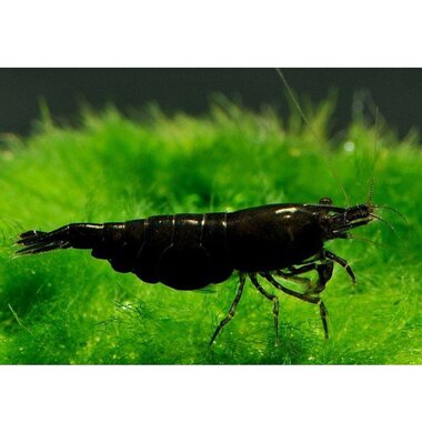 Шоколадная Сакура - Schoko Sakura Brown аквариумная креветка неокаридина