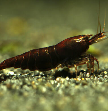 Шоколадная Сакура - Schoko Sakura Brown аквариумная креветка неокаридина