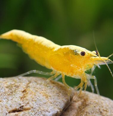 Жёлтый неон - Yellow Neon аквариумная креветка неокаридина