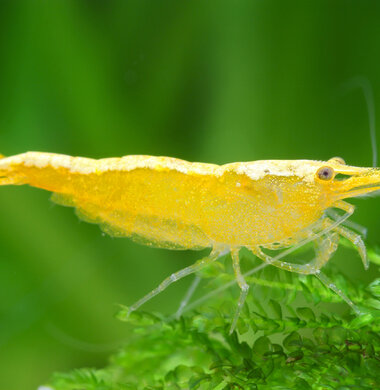 Жёлтый неон - Yellow Neon аквариумная креветка неокаридина