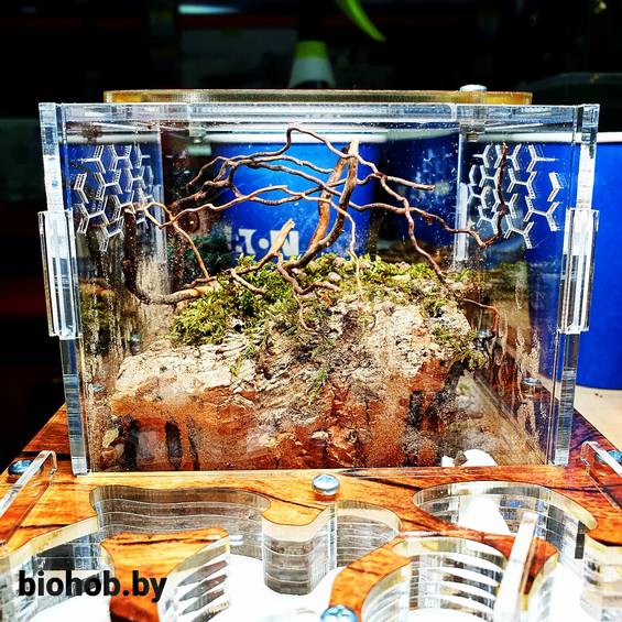 Декорации АнтСкейп для муравьиных ферм