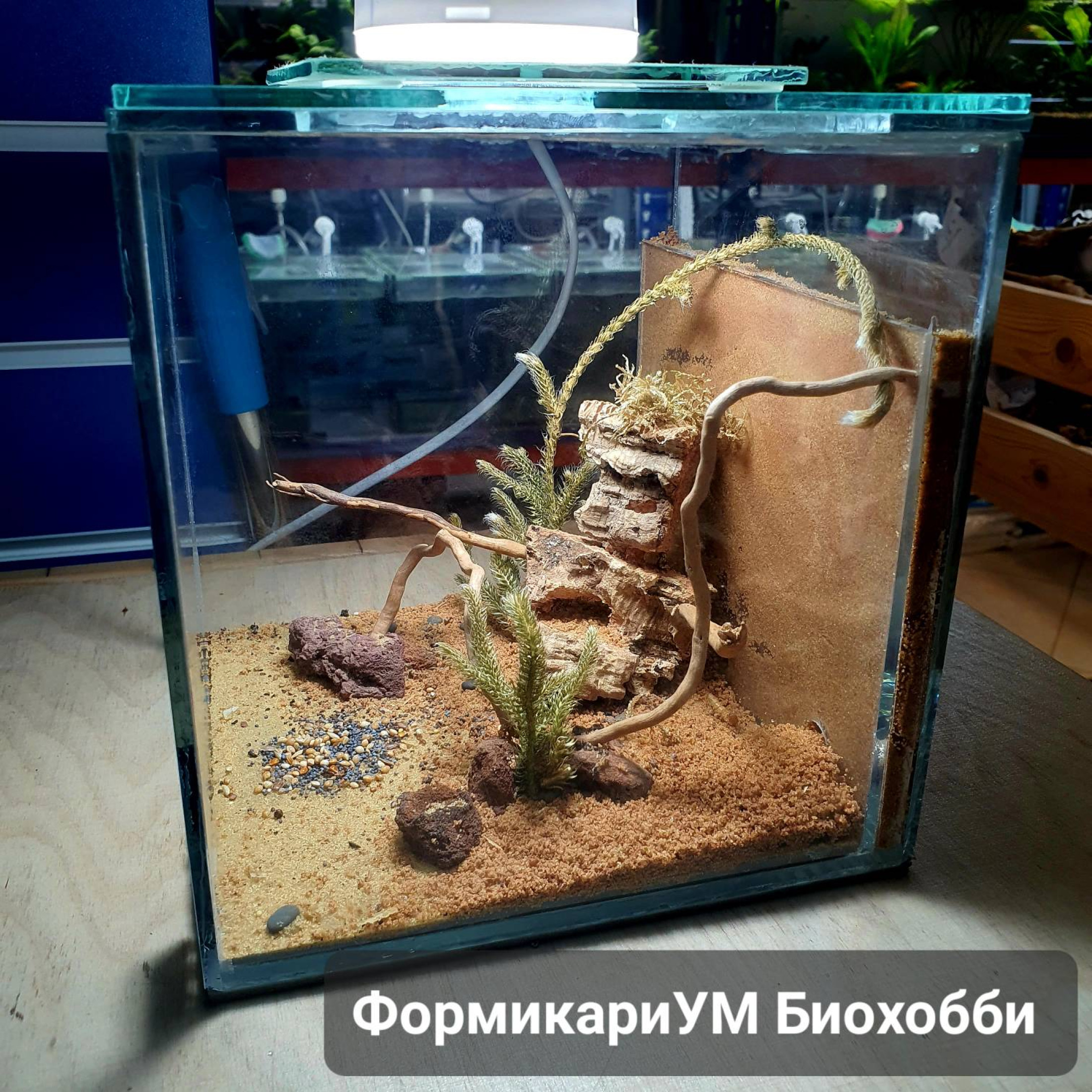 Что такое муравьиная ферма и формикарий, как выбрать муравьиную ферму ...